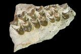 Oreodont (Merycoidodon) Jaw Section - South Dakota #146359-2